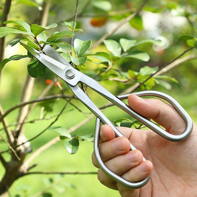 Tender Leaf Scissors Bonsai To - đánh giá và giá Bonsai Garden Rake